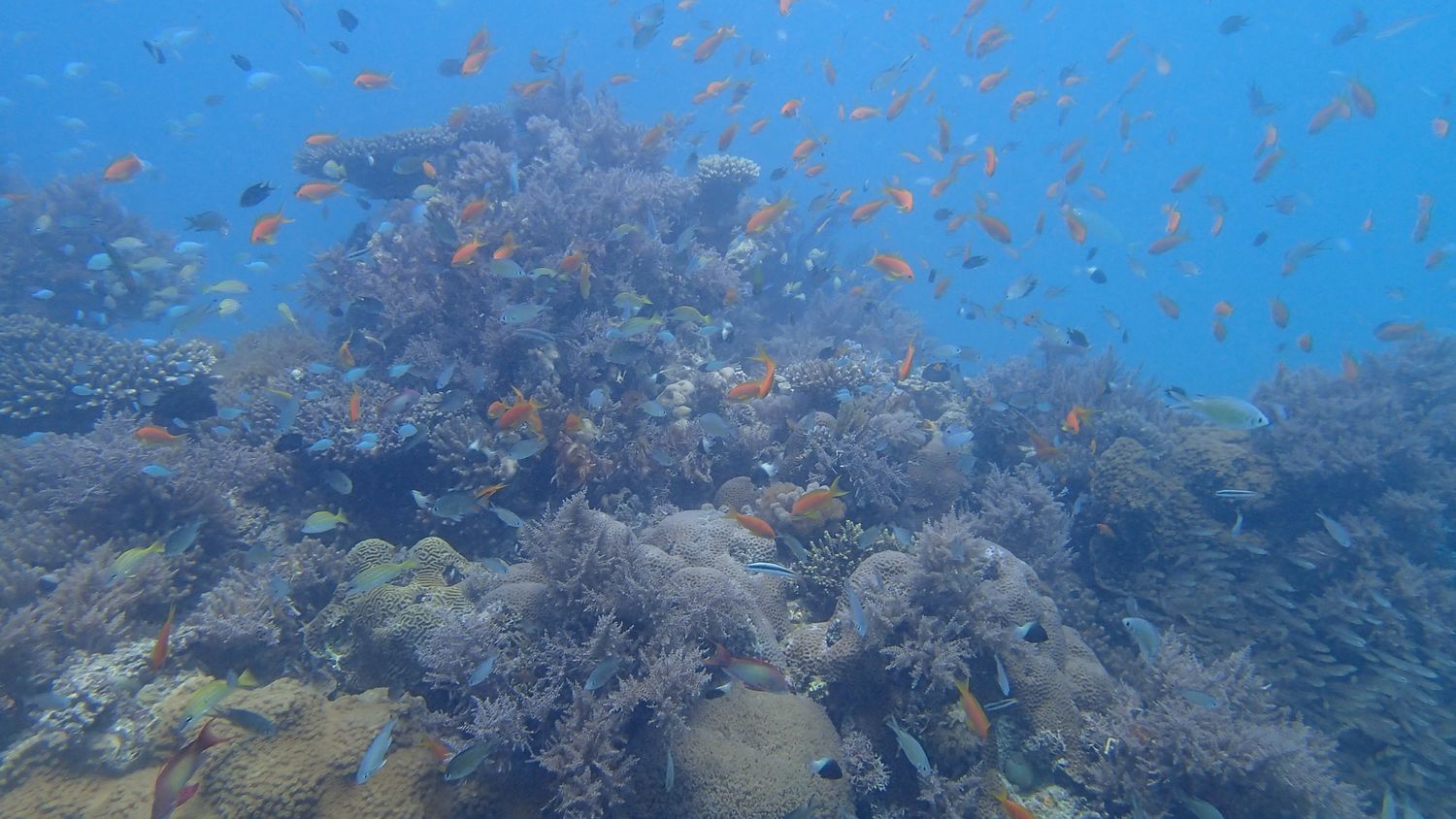 mundo submarino en Ibo buceo en Ibo, Mozambique