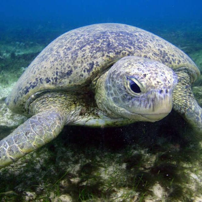 cuándo ir a la isla de Mayotte para ver tortugas clima y tortugas en la isla de Mayotte
