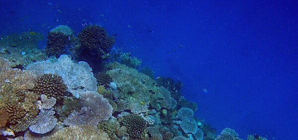 buceo en la isla de Mayotte no te pierdas el buceo en la isla de Mayotte