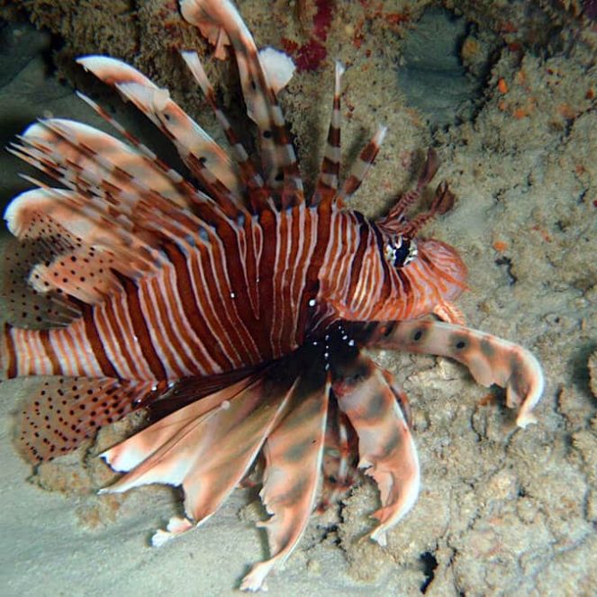cuándo ir a la isla de Mayotte cuándo ir a la isla de Mayotte