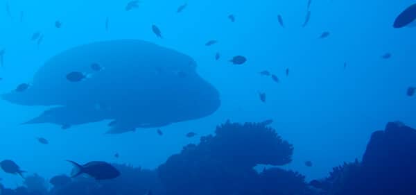 mundo submarino en la isla de Mayotte mejores cosas que hacer en la isla de Mayotte? buceo