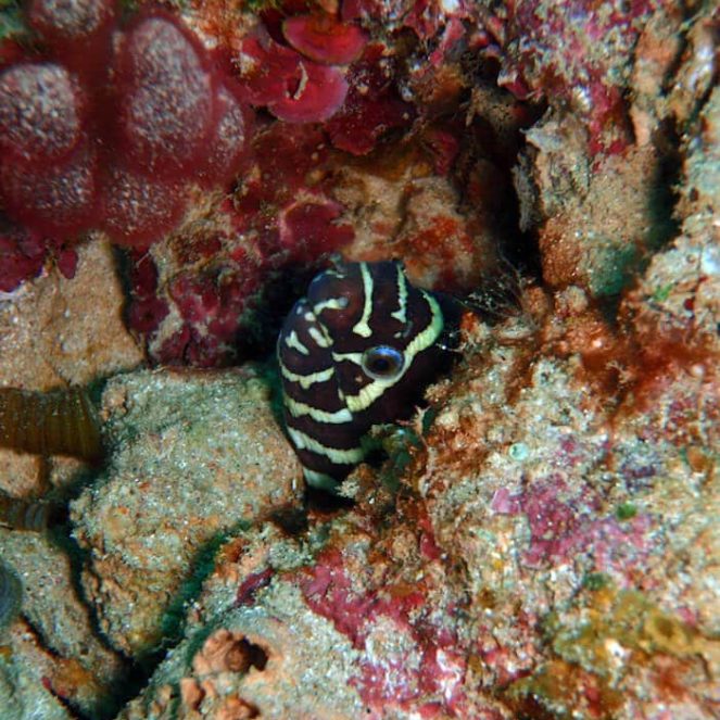 Buceo en la isla de Mayotte: mejor temporada cuándo ir a Mayotte para bucear