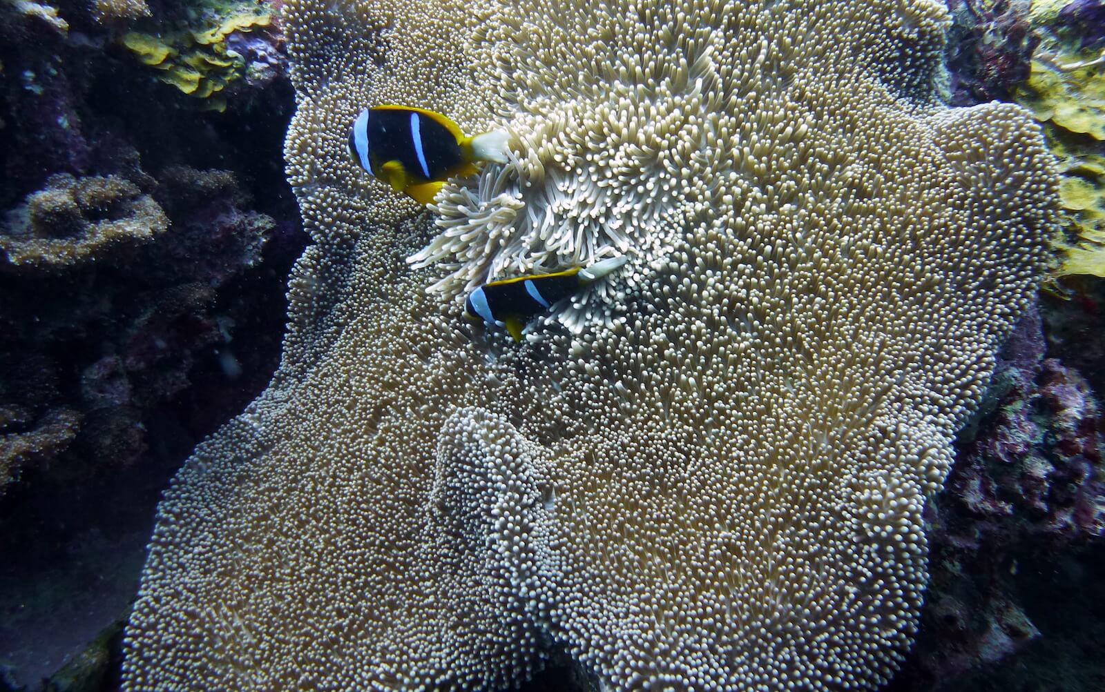 mundo submarino de Mozambique buceo en Pemba, Mozambique