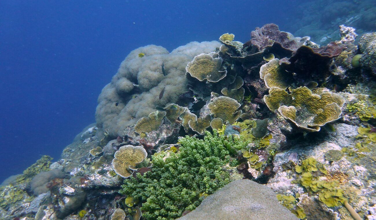 Buceo en Pemba, Mozambique buceo en Pemba, Mozambique