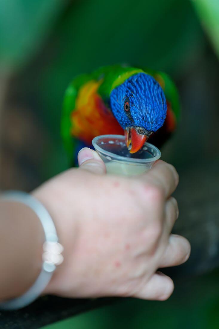 Periquito en el Jardín Botánico de Guadalupe flora y fauna de Guadalupe