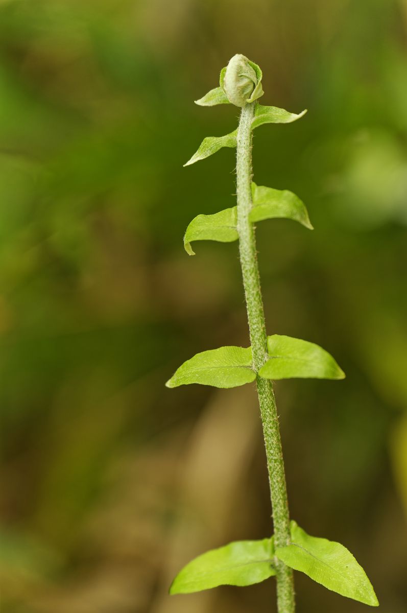 Pequeña planta silvestre del bosque de Guadalupe detalle de vegetación en el sendero