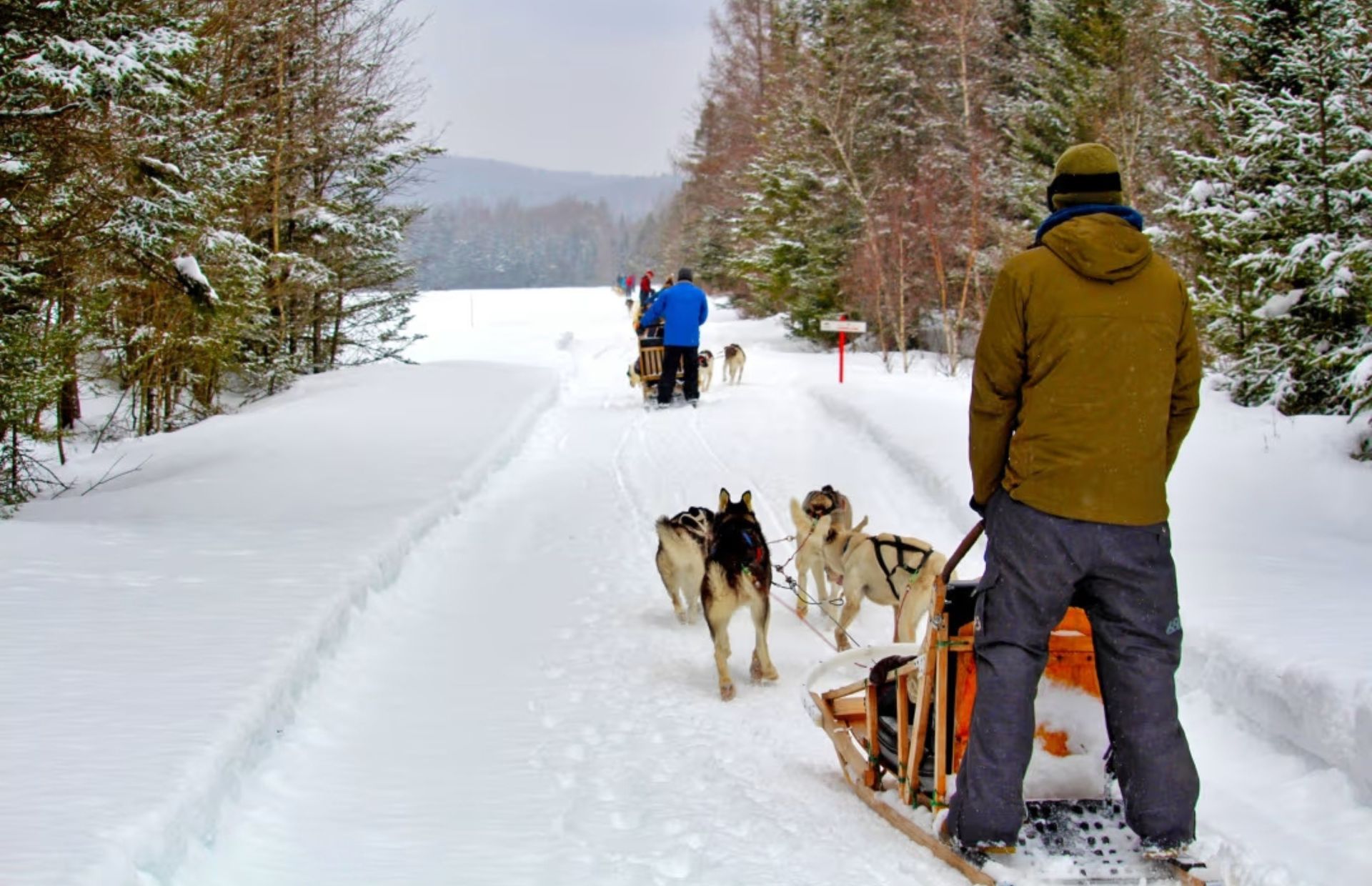 Trineo tirado por perros en Quebec trineo tirado por perros en la ciudad de Quebec