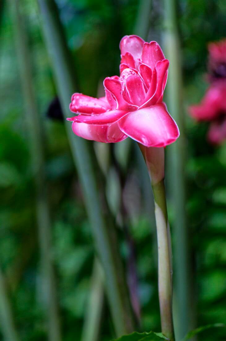 Porcelana rosa Porcelana rosa Salto de la Lézarde