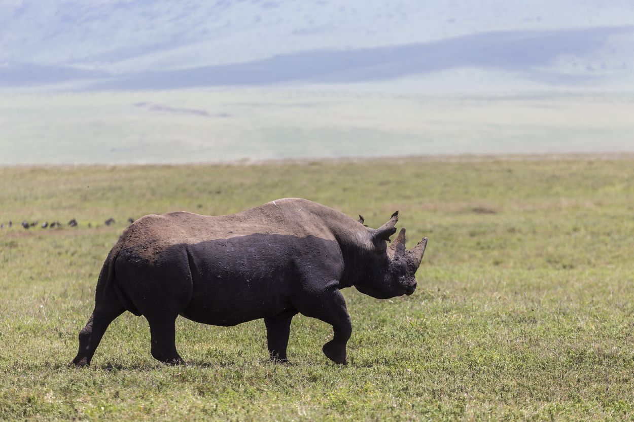 rinoceronte Ngorongoro fauna del cráter del Ngorongoro