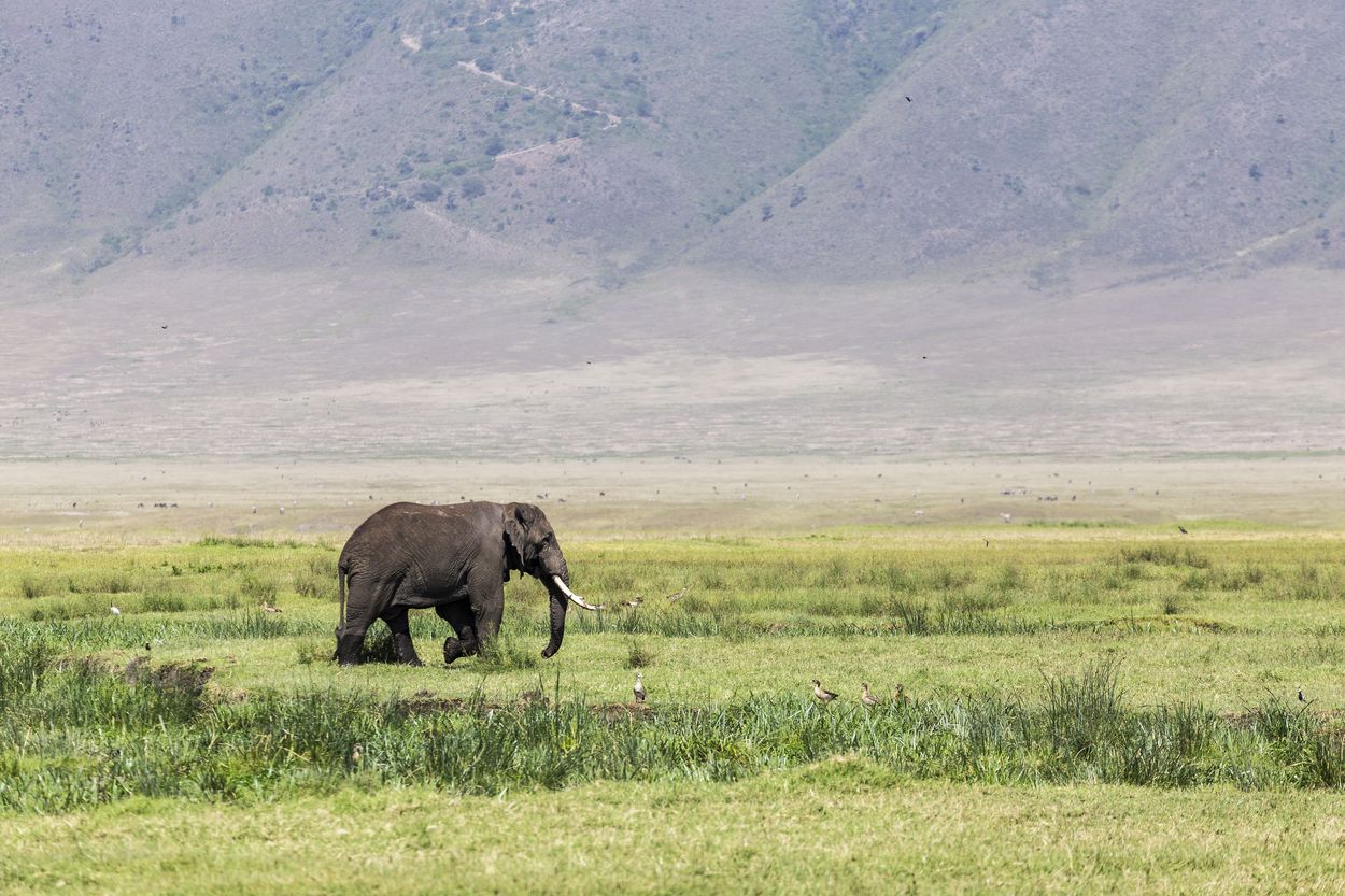cráter del Ngorongoro área de conservación del cráter del Ngorongoro