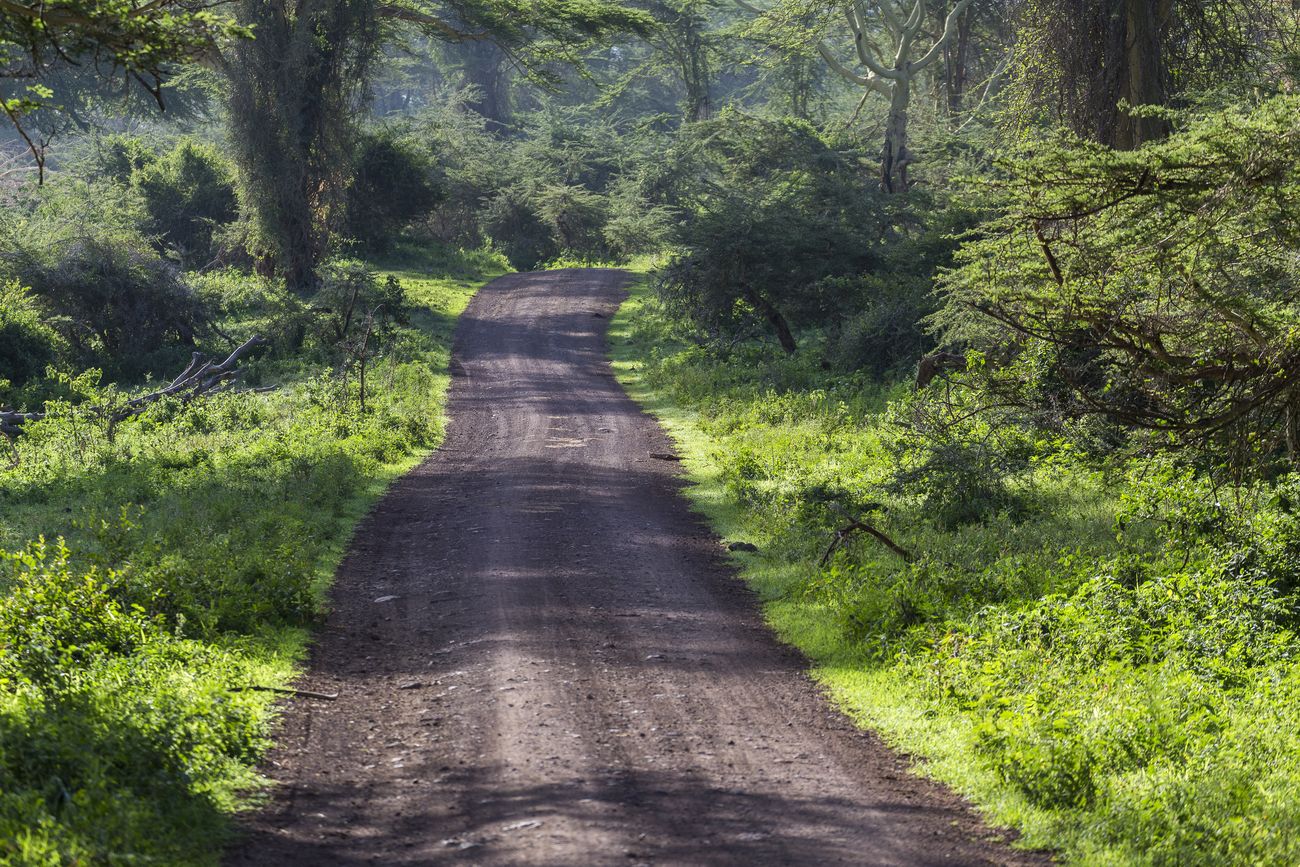 camino de tierra dentro del cráter del Ngorongoro bosque en el cráter del Ngorongoro