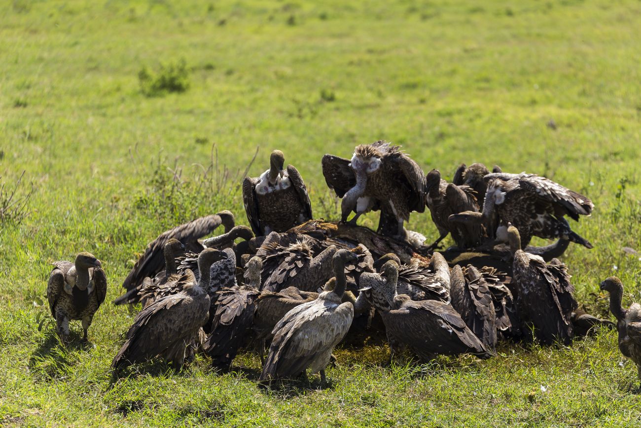 fauna del Ngorongoro fauna del cráter del Ngorongoro