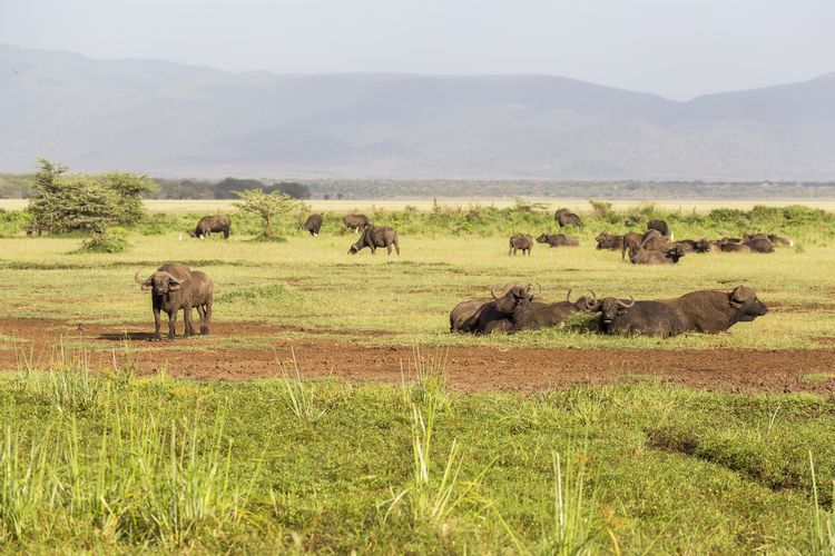 búfalo en el lago Manyara vida silvestre en el lago Manyara