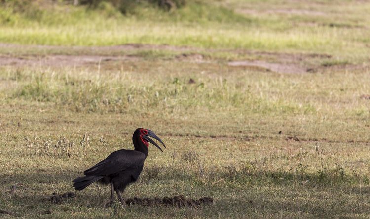 aves del lago Manyara aves del lago Manyara