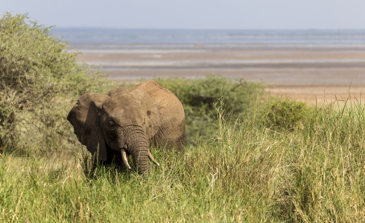 Elefante dentro del parque Parque Nacional del Lago Manyara, Tanzania
