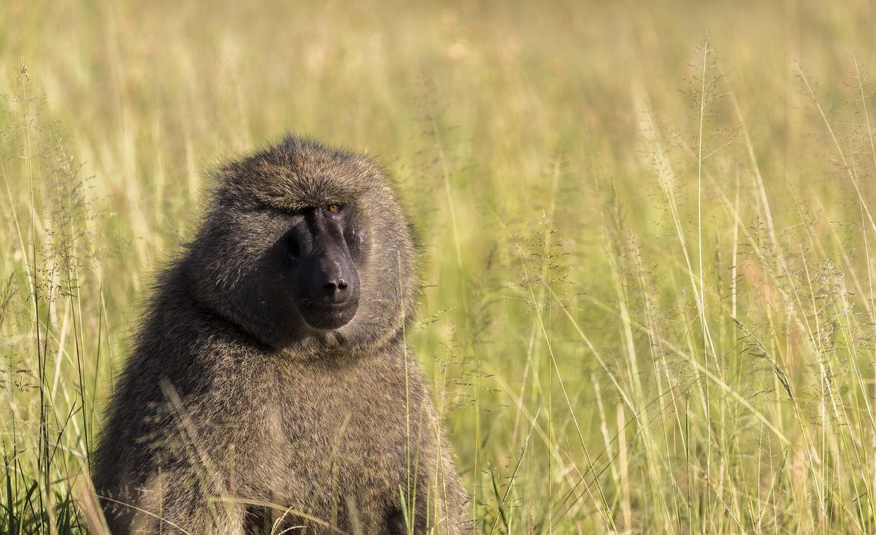 safari de monos en el Parque Nacional del Serengueti mono en el Parque Nacional del Serengueti