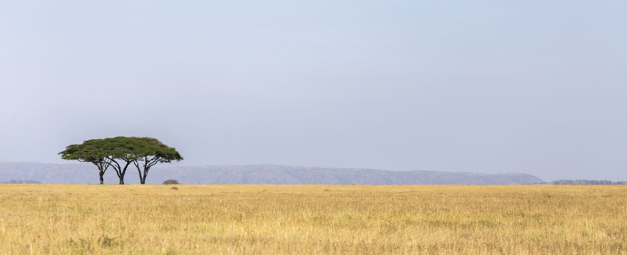 safari en el Parque Nacional del Serengueti paisaje del Parque Nacional del Serengueti