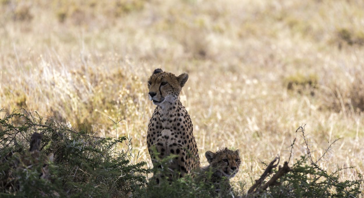 guepardo en el Serengeti safari en Tanzania guepardo safari en Tanzania