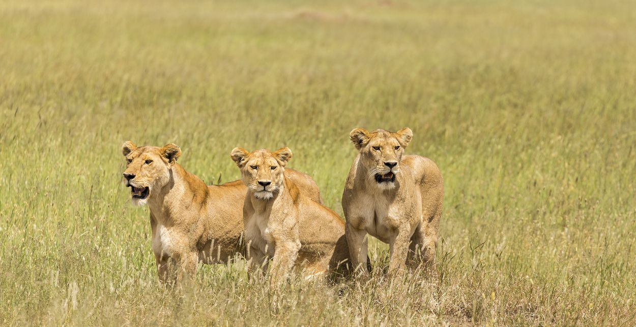 león en safari en el Serengueti león en el Parque Nacional del Serengueti, Tanzania, safari