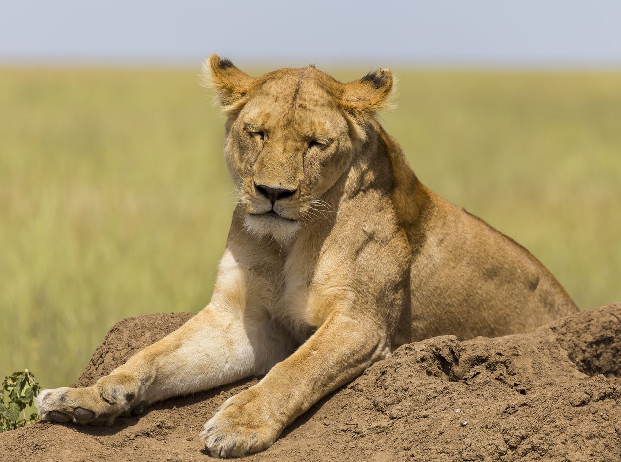 safari de vida silvestre en el Parque Nacional del Serengeti vida silvestre en el Parque Nacional del Serengeti
