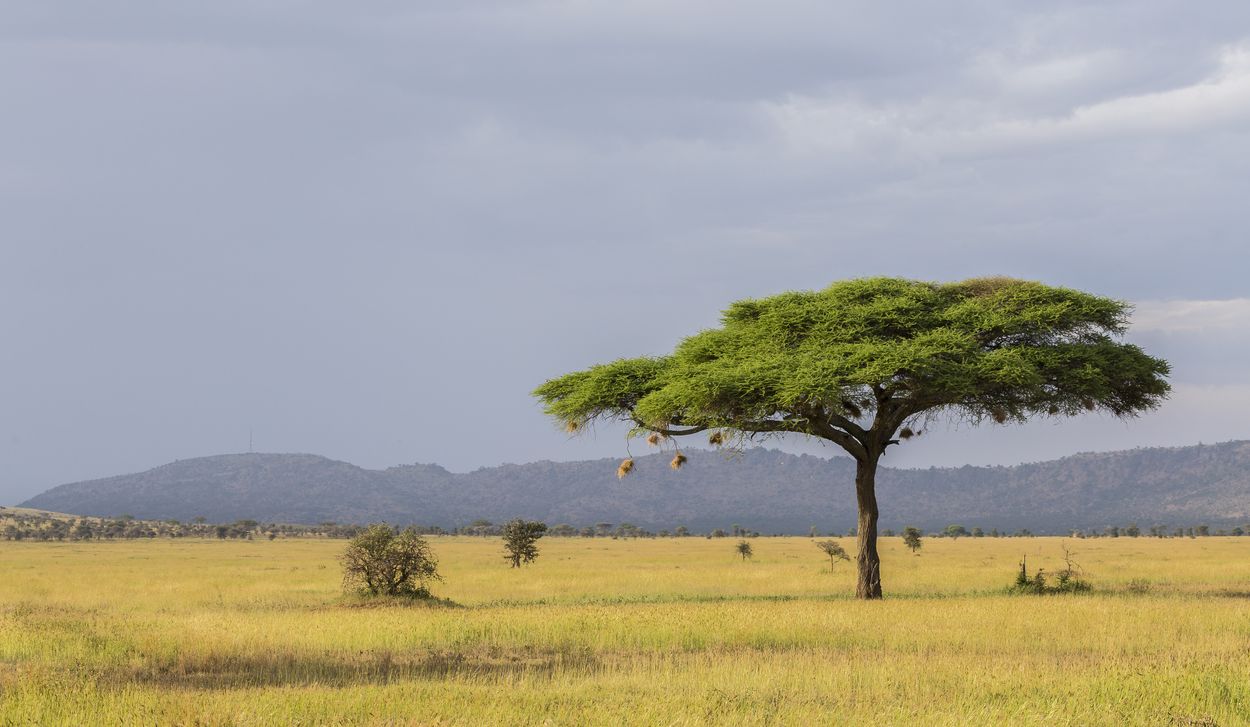 Parque del Serengeti, Tanzania safari en el Serengeti