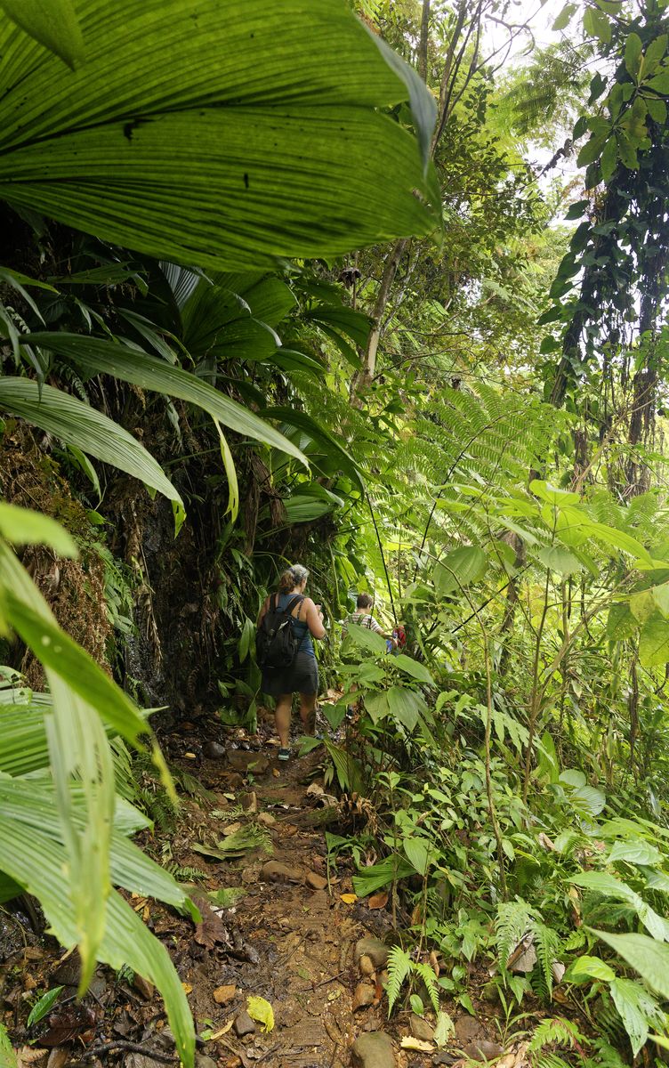 Sendero de plantas densas de Matouba sendero salvaje hacia la cascada