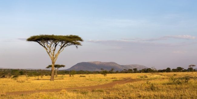 paisaje de sabana del Serengueti safari en el Parque Nacional del Serengueti en Tanzania