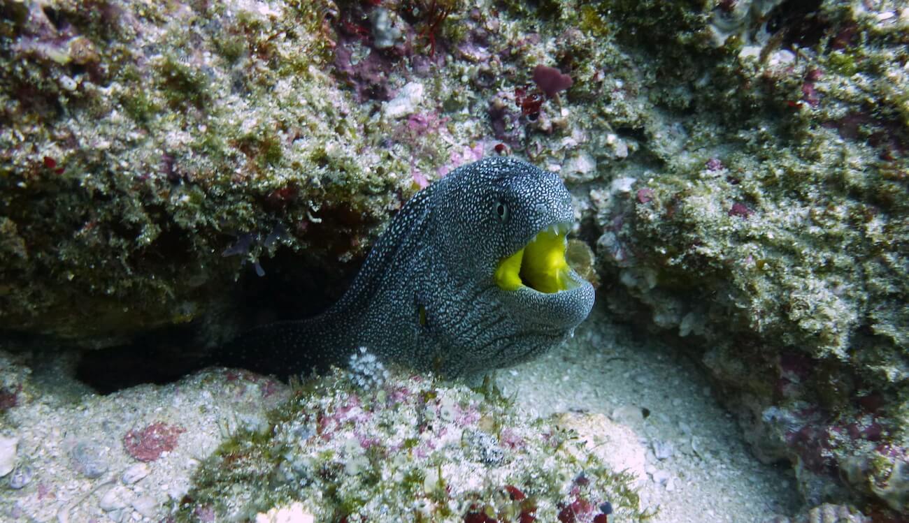 cómo bucear en Tofo, Mozambique buceo en Tofo, Mozambique