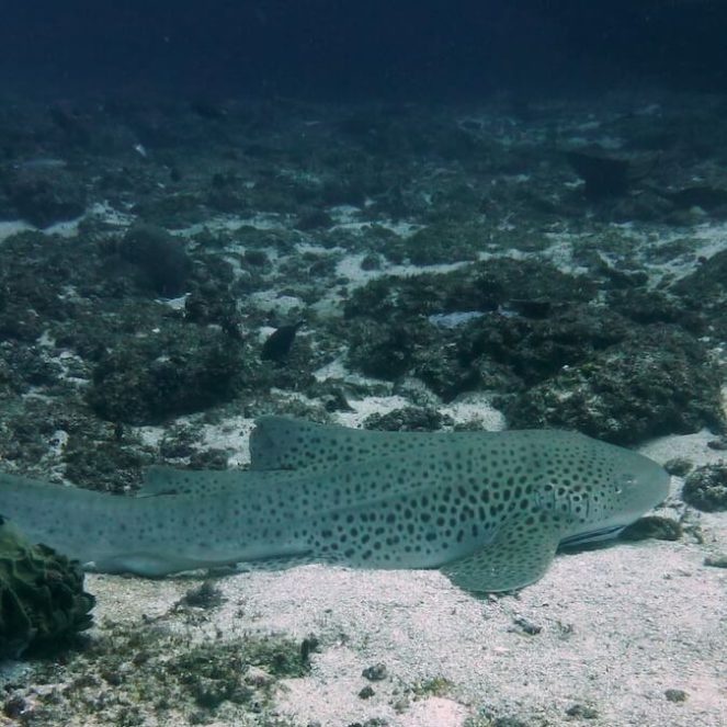 Buceo en Mozambique: la mejor inmersión tiburón en Mozambique