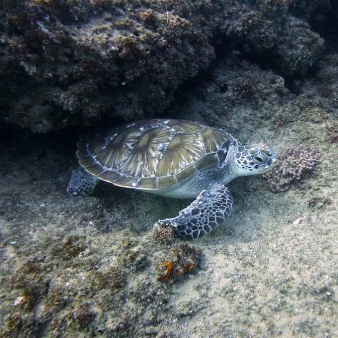 buceo en Mozambique dónde bucear en Mozambique