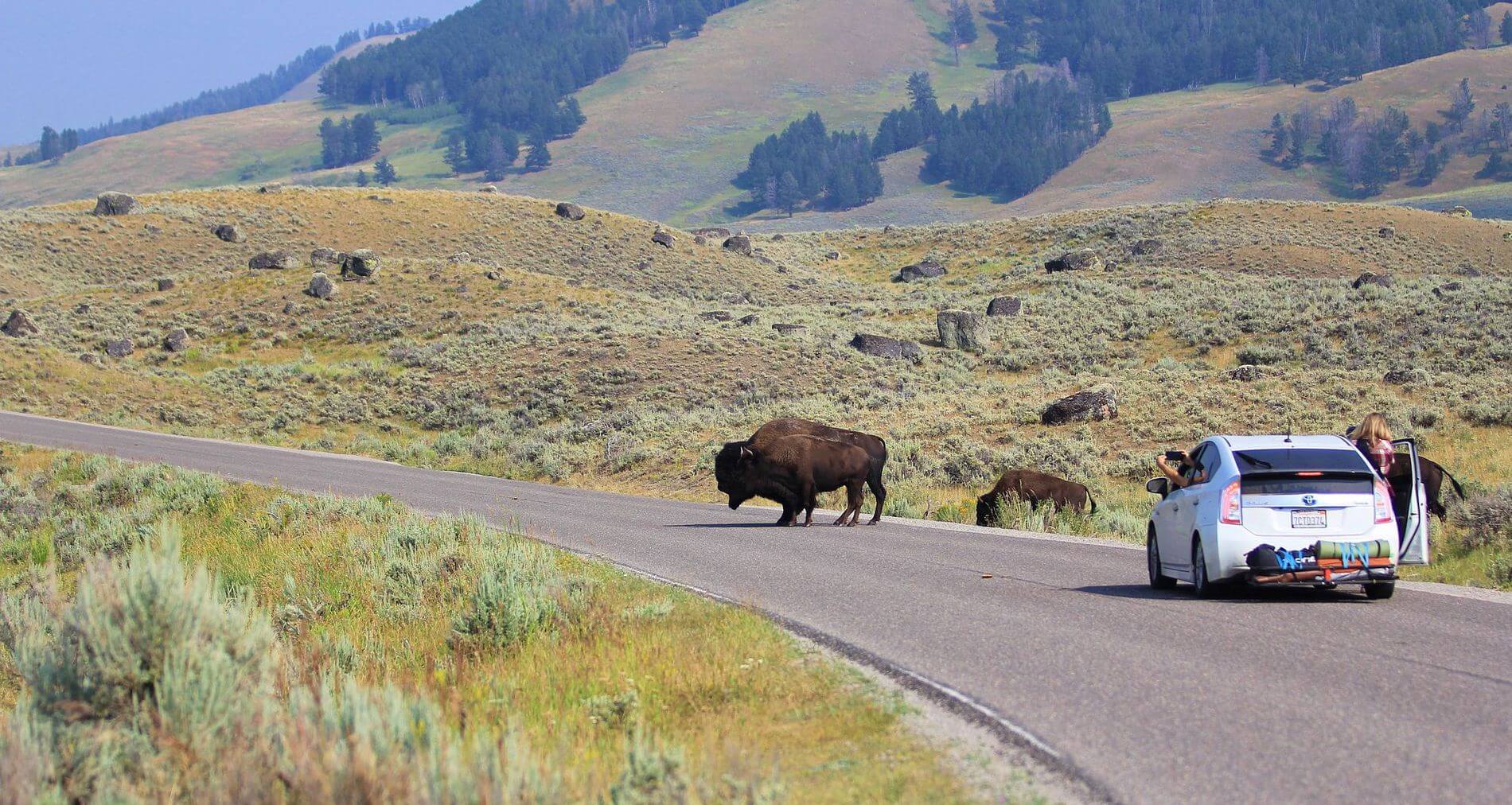 Parque Nacional de Yellowstone, una parada imprescindible en un viaje por carretera cómo hacer un viaje por carretera en Estados Unidos