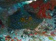 sitios de buceo en Mozambique