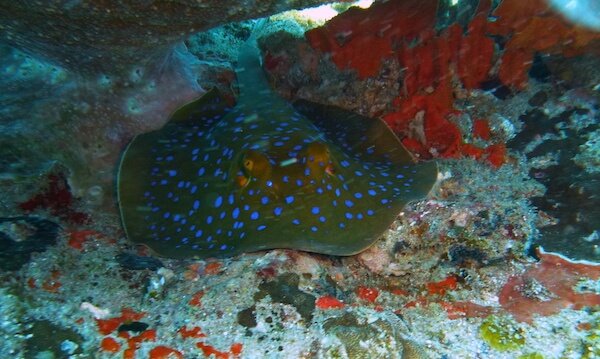 rayas en Mozambique sitios de buceo en Mozambique