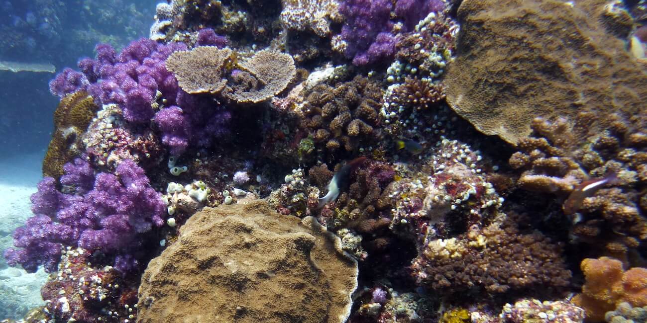 corales Mozambique corales Mozambique Vilanculos