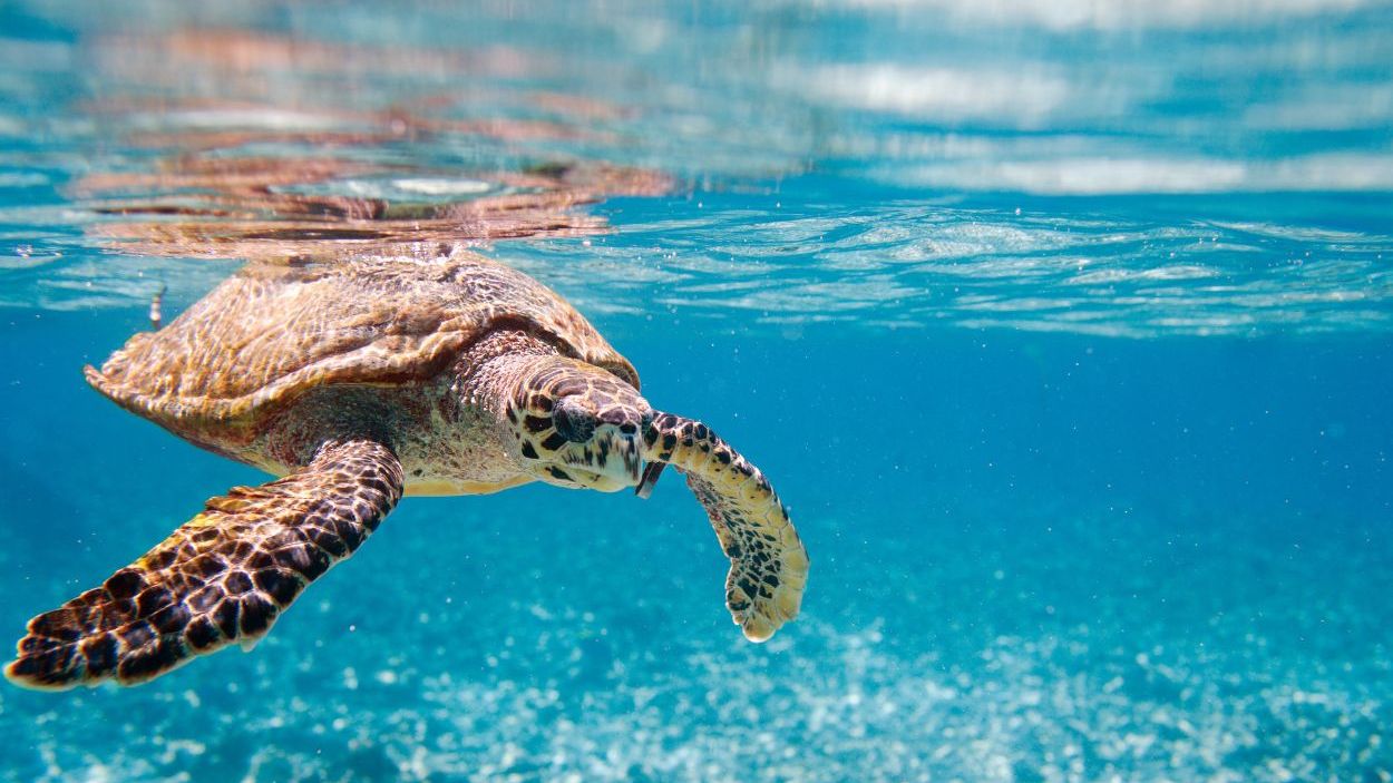 cosas que hacer en Seychelles cosas que hacer en Seychelles