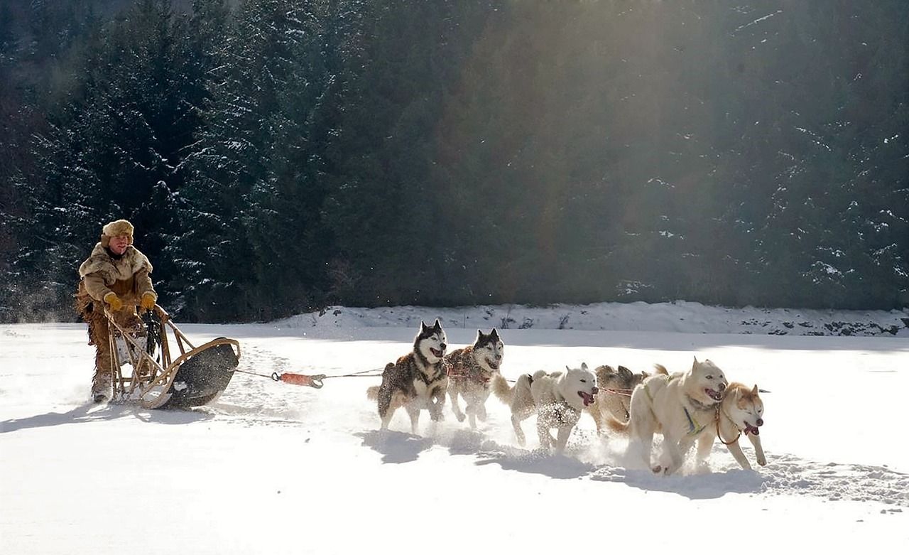 trineo tirado por perros en Canadá, en Quebec trineo tirado por perros cerca de Quebec