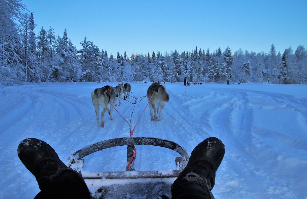 mejor dirección para trineo tirado por perros en Quebec mejor dirección para trineo tirado por perros en Quebec, Canadá
