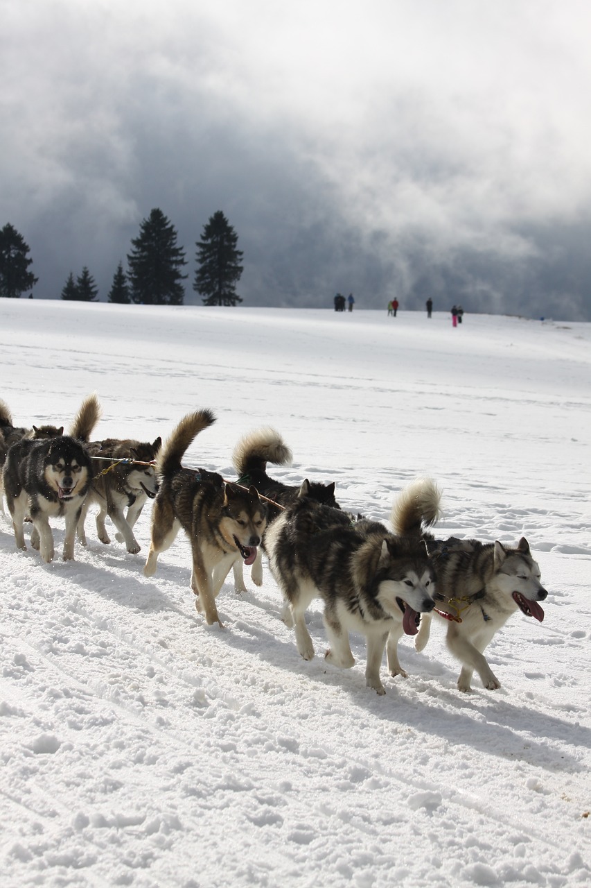 el mejor lugar para hacer trineo tirado por perros en Quebec, Canadá trineo tirado por perros en Canadá, Quebec