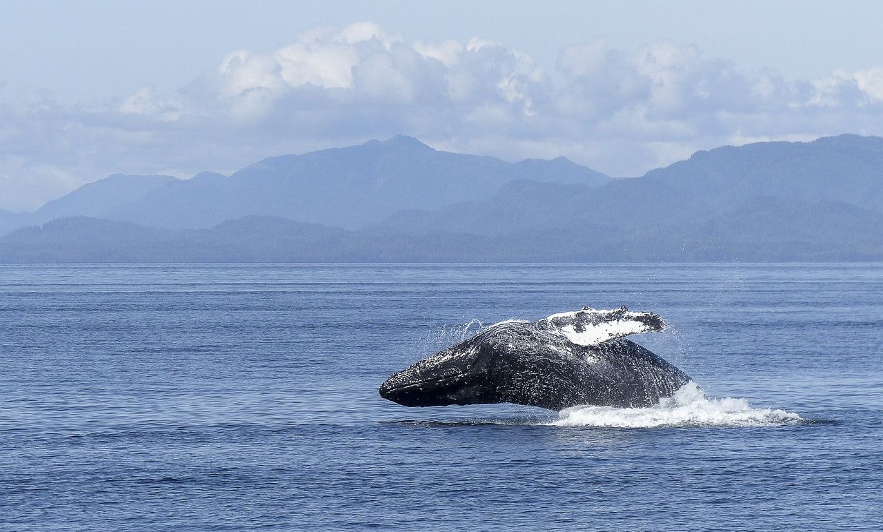 ir a ver ballenas en Tadoussac avistamiento de ballenas en Tadoussac
