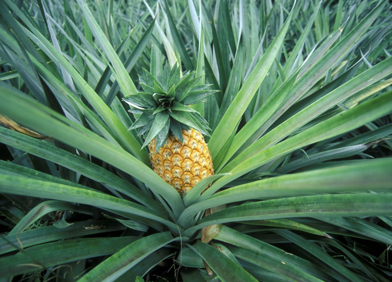 piña en las Seychelles fruta en las Seychelles