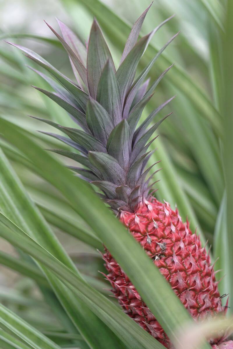 piña roja en Valombreuse turista en Valombreuse