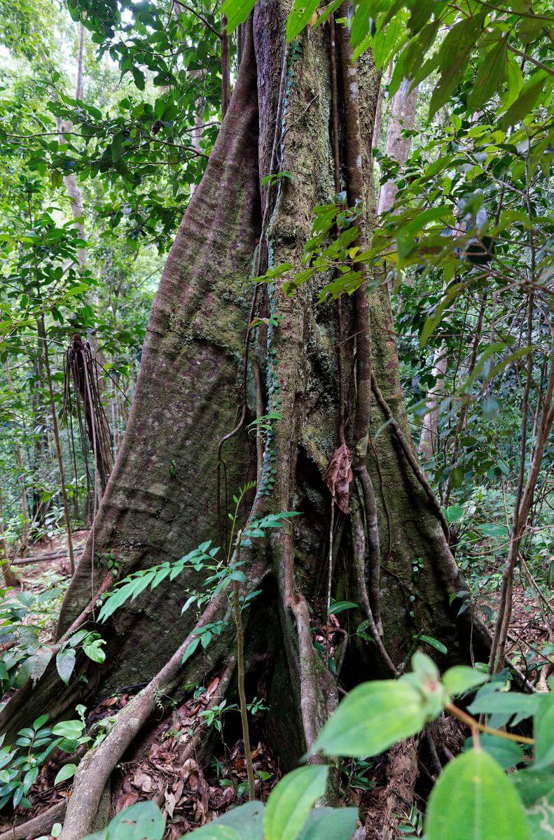 árbol en el cañón Moustique árbol cerca del cañón Moustique