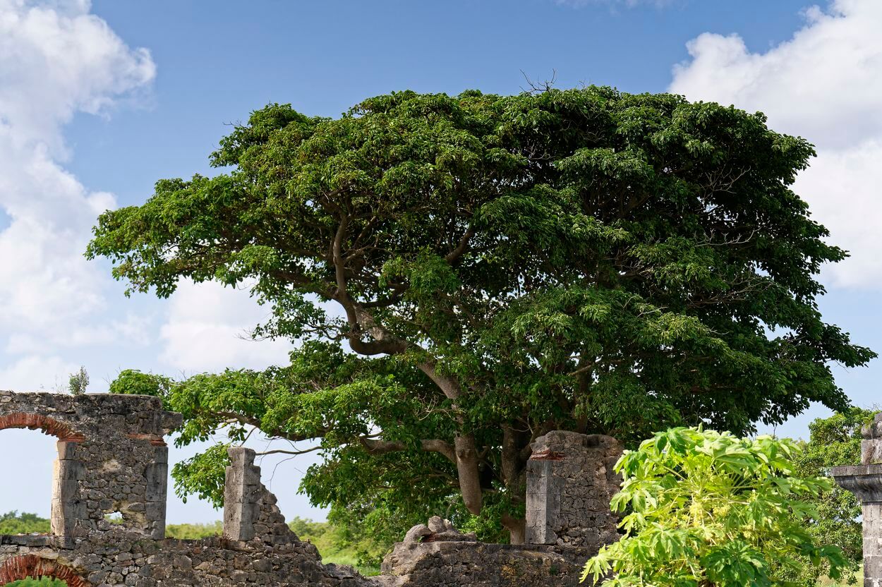 casa del árbol en Roussel-Trianon casa del árbol en Roussel-Trianon