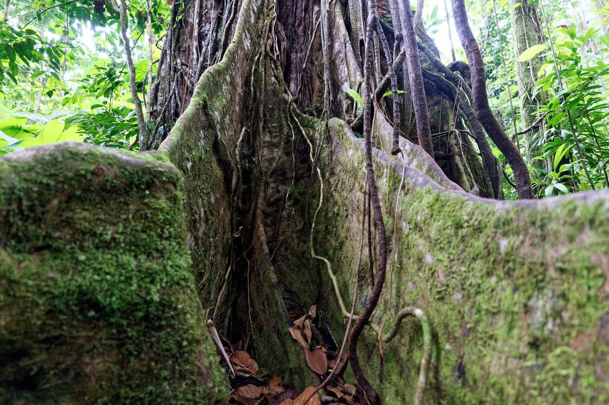 árboles enormes cuenco azul raíz de árbol cuenco azul