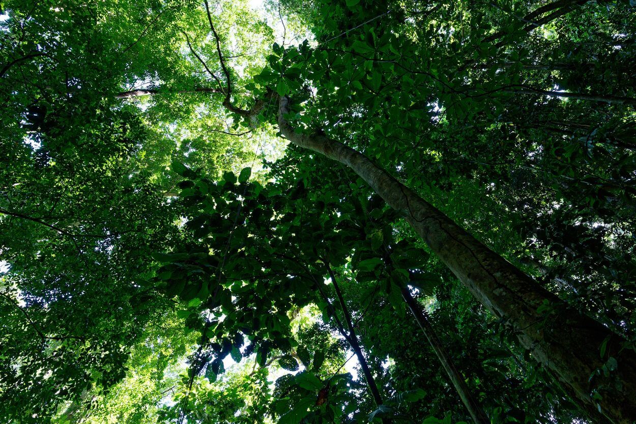 árboles saut du bras du fort vegetación saut du bras du fort