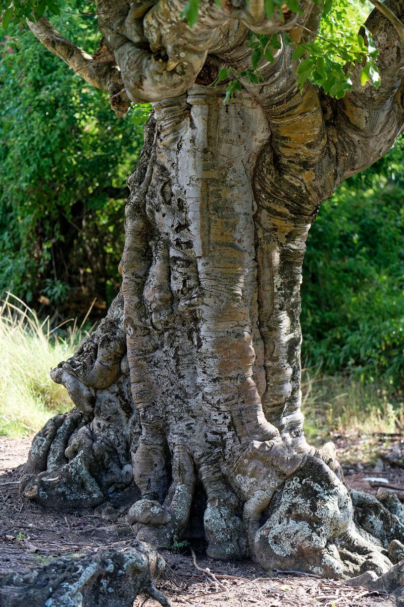 árbol en Terre-de-Bas bosque interior de Terre-de-Bas