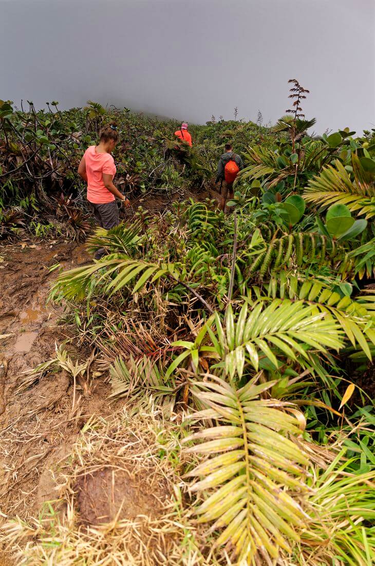 ascenso a La Soufrière y el naufragio Senderismo en La Soufrière