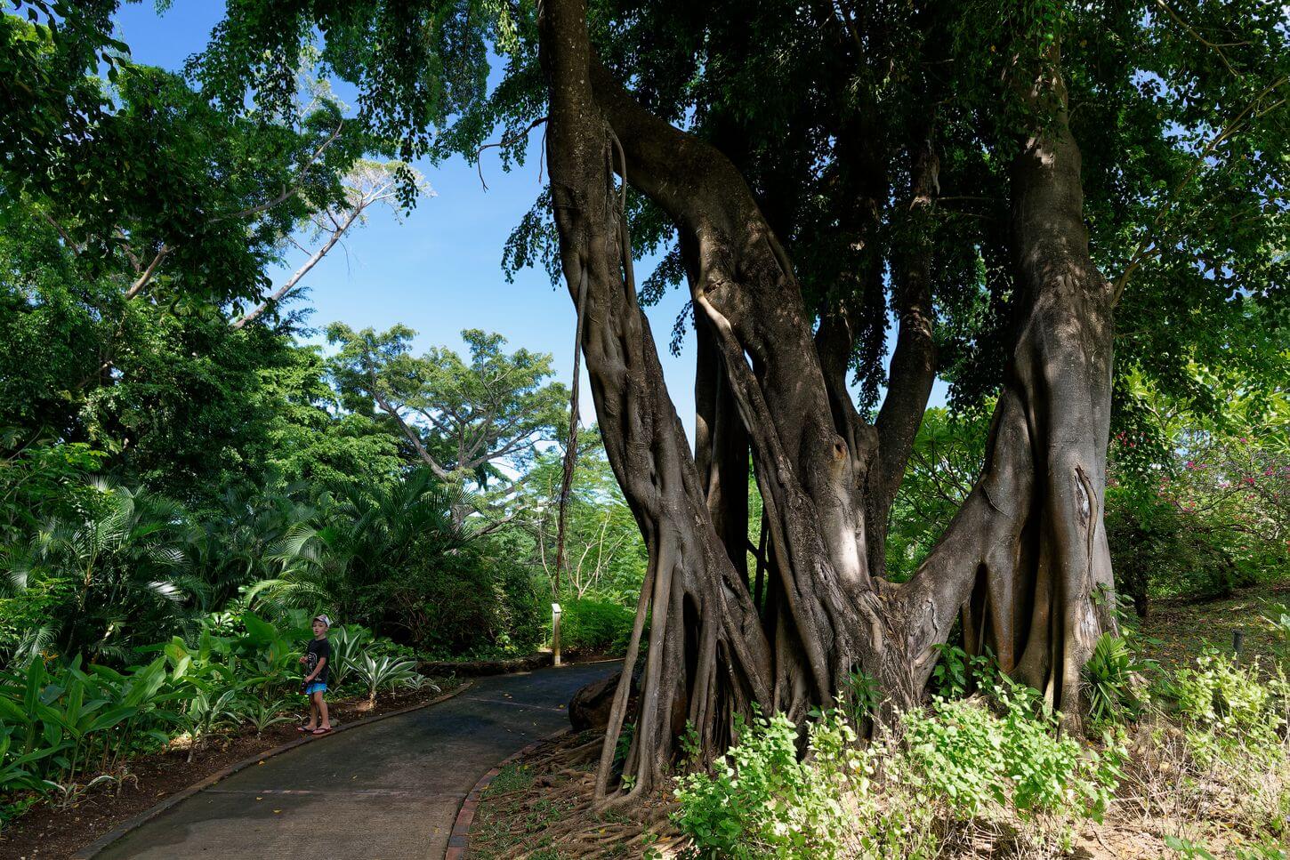 banyán en el jardín de Deshaies árbol enorme