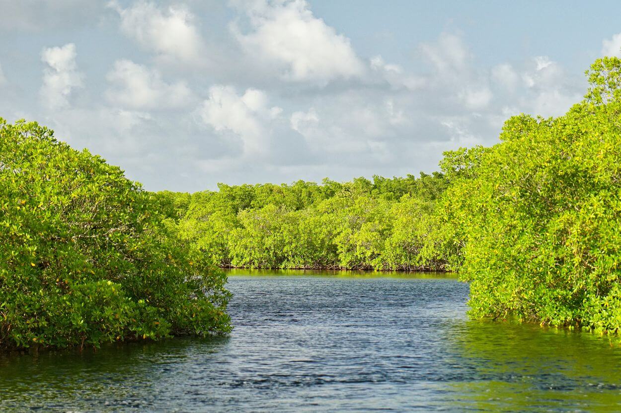 paseo por el manglar en Guadalupe paseo por el manglar en Guadalupe