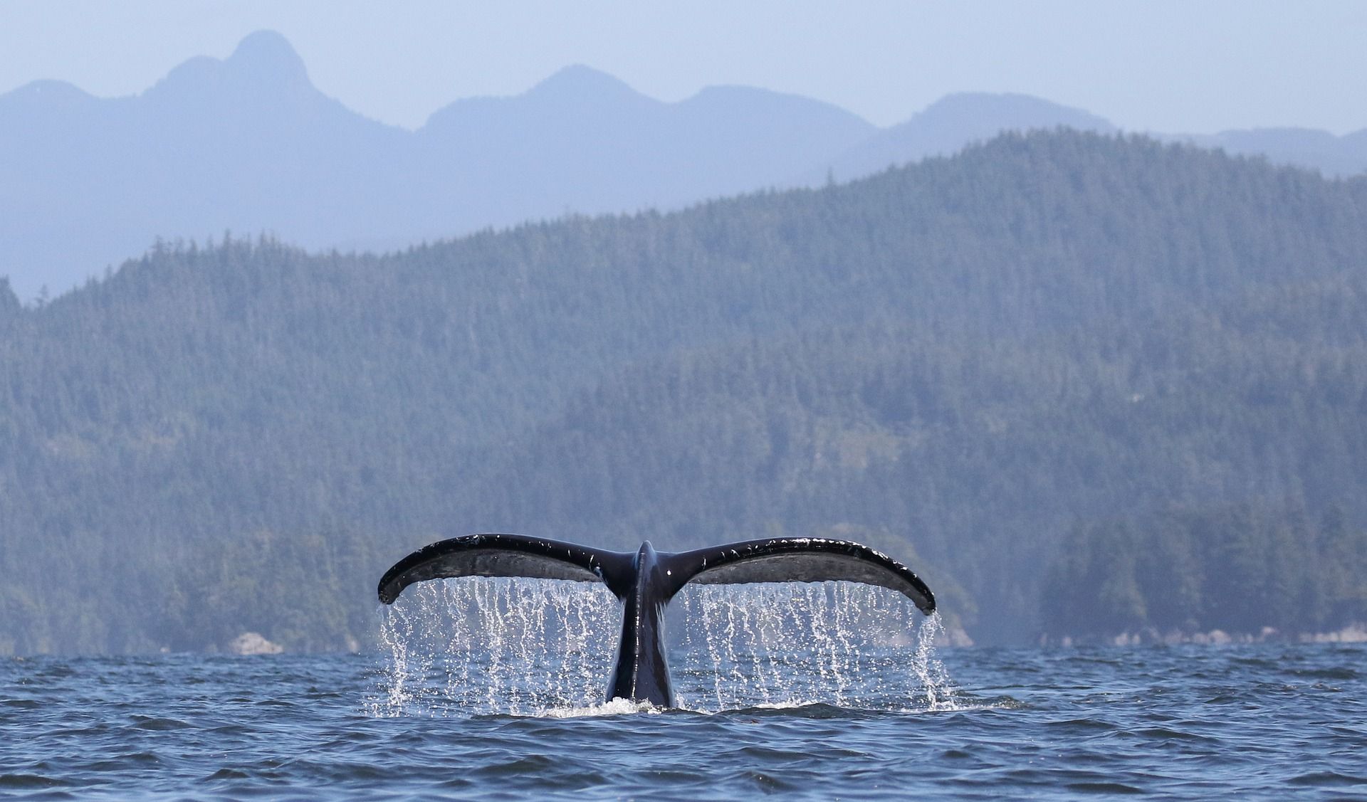 Ballenas en Charlevoix actividad de avistamiento de ballenas en Charlevoix